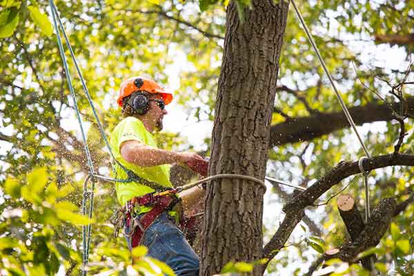 Expert Tree Removal Service